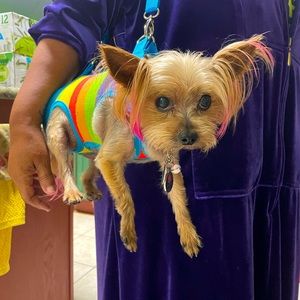 Rainbow Yorker carrier!!!